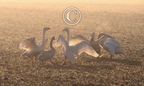 Whooper Swans at Daybreak DM0395